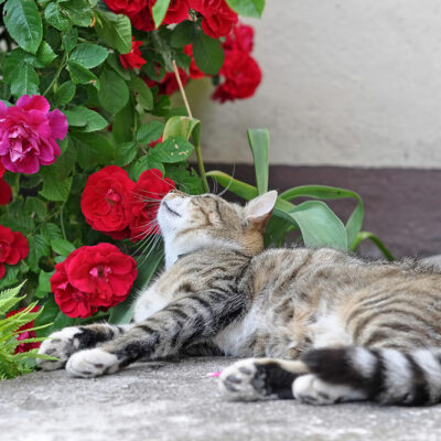 10 Plants That Cat Owners Cannot Keep at Home