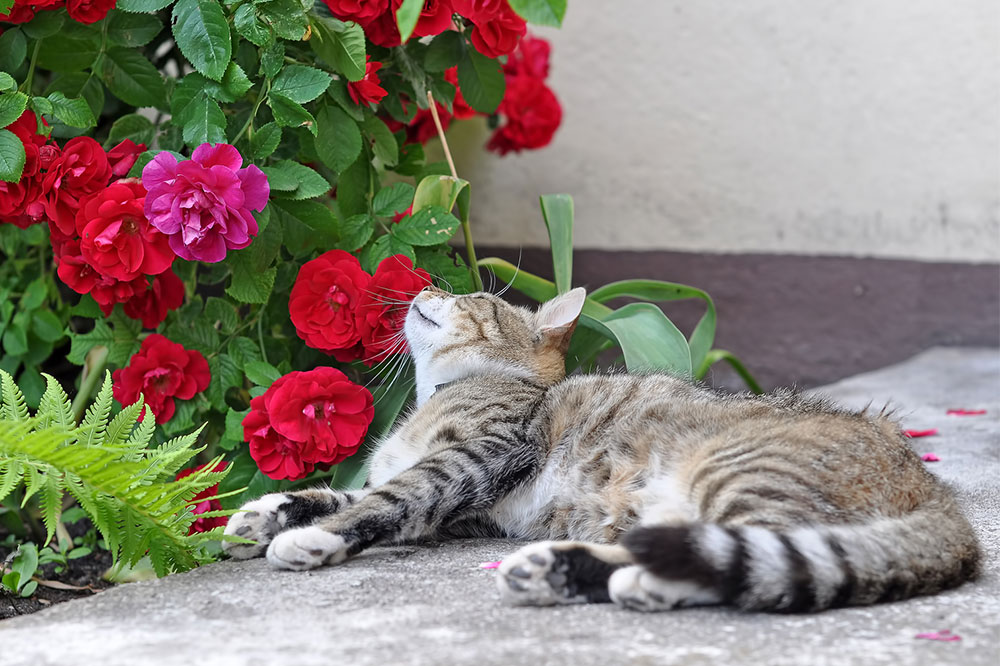 10 Plants That Cat Owners Cannot Keep at Home