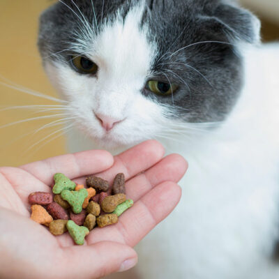 6 Tips to Choose Healthy Treats for Cats