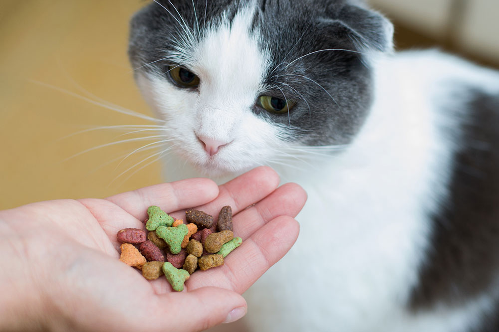 6 Tips to Choose Healthy Treats for Cats