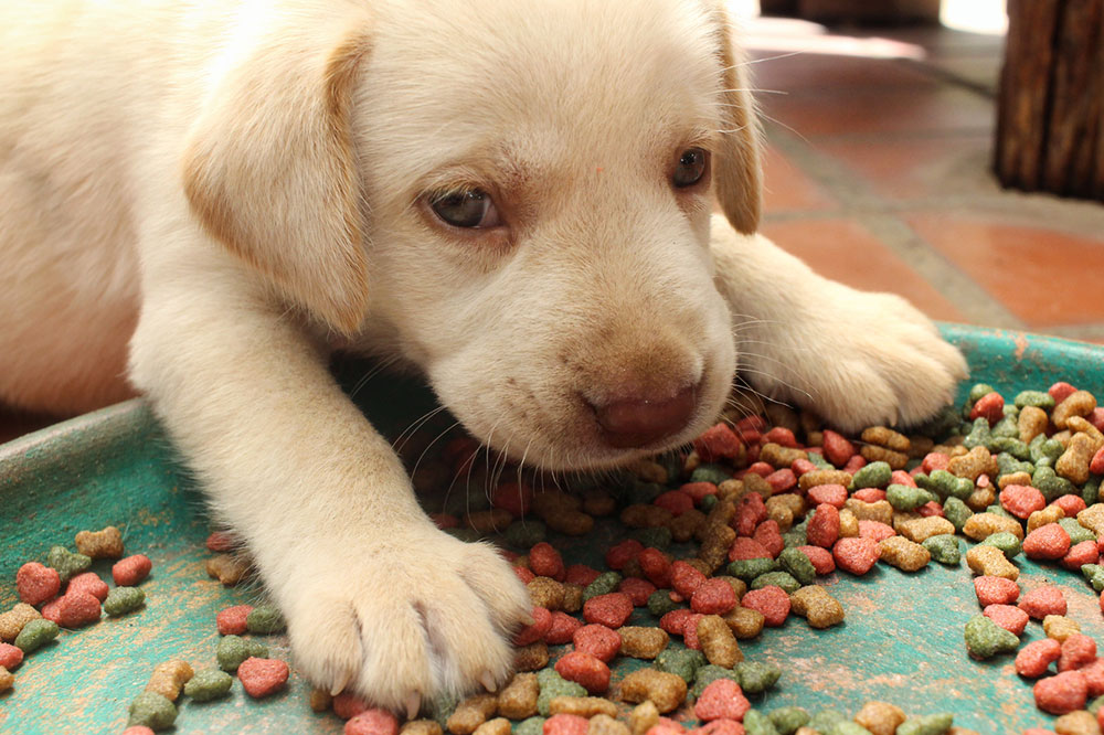 6 Tips to Follow When Buying Healthy Dog Food