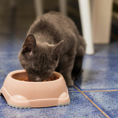 Treat Diabetes Mellitus in Cats with These Diet Tips