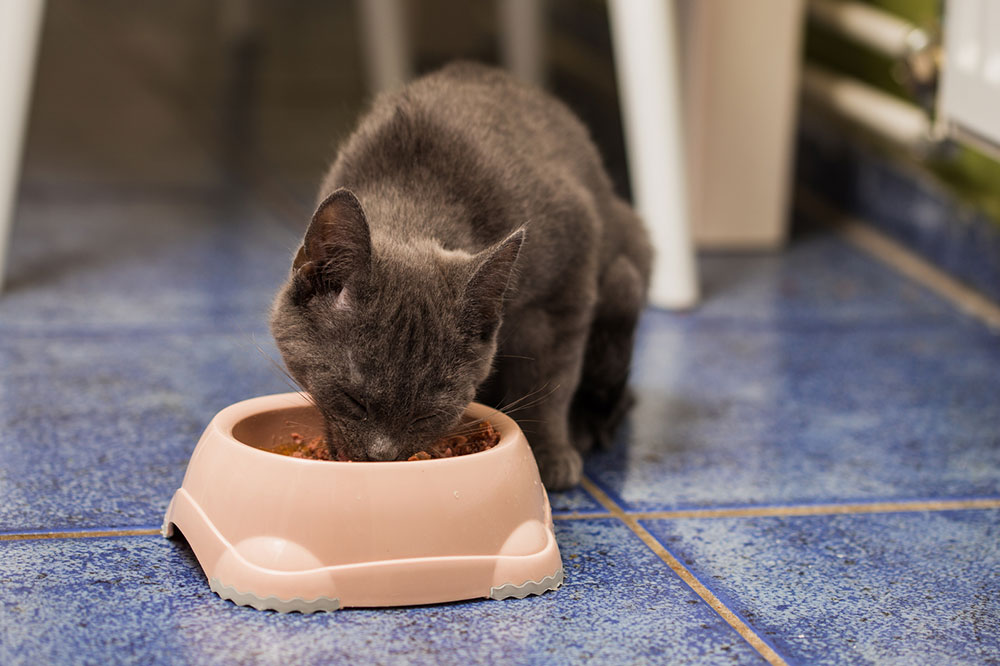 Treat Diabetes Mellitus in Cats with These Diet Tips